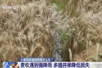 小麦收获遇到降雨怎么办 抢收抢烘成关键