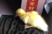 女子寄养鸭子被偷吃 两男子被拘留 温情故事变悲剧
