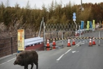 日本福岛核废区野猪变成“超级猪” 全年无休繁殖引发关注