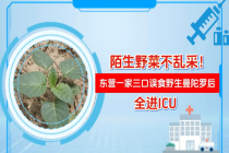 一家三口误把“蒙汗药”植物当菠菜吃 剧毒曼陀罗引发中毒昏迷