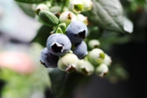 半斤19.9元 今年蓝莓怎么这么便宜 实现“蓝莓自由”