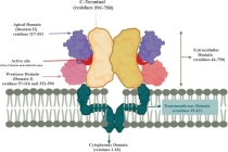 PSMA：前列腺癌治疗的“经典靶点”