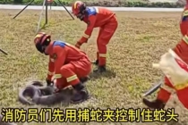 深圳一草地惊现超两米大蟒蛇 消防员合力“抓捕”