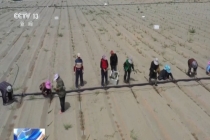 这是我们“吃掉”沙漠的方式 种树增收创奇迹