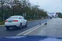 昆明一景区多只孔雀“出逃” 散养孔雀罕见出走