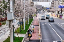 武汉马拉松下起樱花雨 春日盛景迎跑友