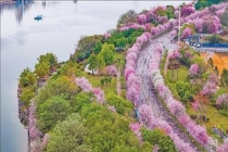 跑进春天具象化了 全民乐跑赏花海