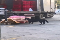 狗啃食超市猪肉 搬运工视而不见 超市回应并道歉