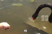 女生无障碍沟通黑天鹅捞起落水反光板 网友：感觉真听懂了