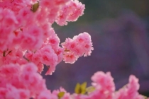 春日ColorWalk治愈了我的精神内耗 寻找日常小确幸