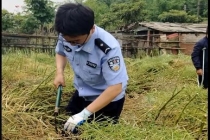 4位民警帮残疾村民抢收600多斤油菜 警民情深暖人心