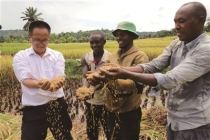 在布隆迪帮种水稻