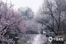 春天来了！北京已于3月22日正式入春，较常年平均入春时间偏早4天 街头巷尾生机勃勃