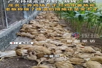 广东一养鸡场几千只鸡被热死 高温酷暑创纪录