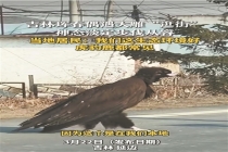 吉林珲春居民偶遇大雕淡定逛街 生态环境好引来稀客