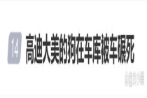 网红高迪回应爱犬在车库被碾死 双方均有责任