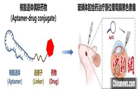 
                    中国创新药研究获美国官方机构认定 将助力全球眼部肿瘤罕见病治疗
               