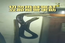 网友拍到巨大眼镜王蛇爬进房间 成功捕获移交处理