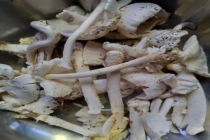 男子吃毒蘑菇王换血抢回一条命 警惕野生蘑菇误区