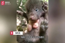 采药人跑山时偶遇4只幼豺 罕见珍稀野生动物现身