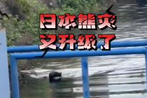 日本熊灾再升级 黑熊闯进城区