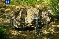 山西阳泉发现约2.95亿年前木化石 国家二级重点保护古生物化石现身