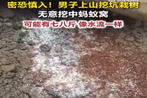 密恐慎入！男子上山栽树无意挖中蚂蚁窝
