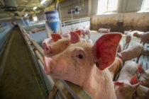 4月2日猪价大跌，仔猪母猪受影响 生猪市场供需失衡