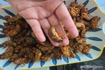专家称新疆山东知了猴属不同种类 饮食文化差异引发热议