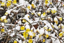 早春的花为啥多数是黄色的 植物的生存智慧