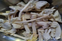 男子明知有毒还采“蘑菇界毒王”煲汤 侥幸心理险酿大祸