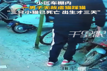 网曝出生3天幼猫被男子抛踢踩死 知情人：小区大猫也莫名消失