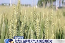 冬麦区迎降雨天气 各地如何分类应对 夏收抢进度