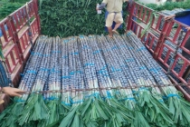 广州南沙甘蔗滞销 数百万斤滞留田间 甜蜜福利背后的产业之痛