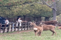 昆凌现身杭州良渚古城遗址公园 仙气白裙喂小鹿