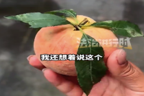 冲着新鲜叶子买桃 回家发现全是插的