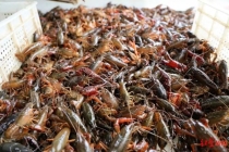 小龙虾上市了 价格比去年还便宜 川南早虾错峰上市