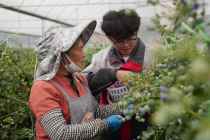 云南蓝莓供应端持续放量 智慧物流破局“云品”出山