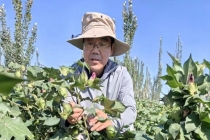 科技助力盐碱地变成“希望田” 棉花新品种引领未来