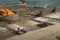阳朔鸬鹚疑被绳索拴在船头 水鸟状况引担忧