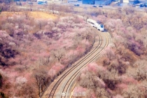 年度限定！北京今年的花海列车上线了 春日画卷绝美呈现