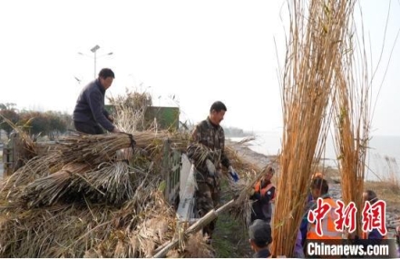 
                    浙江湖州：渔民上岸护生态 芦苇生“金”花式富民
               