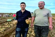 种二得三工程落地乌兰察布，马铃薯种植迎高产增收新突破