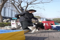 宠物主也卷“学区房”？上海的狗狗上起了幼稚园，宠物日托或成为社区新配套