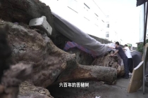 浙江两棵超500岁古树遭违规移栽死亡 行政审批缺失引发争议