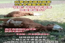 赤峰牧民家5头牛遭雷击死亡 暴雨中悲剧发生