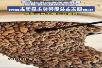 男子在燕窝开洞装摄像头观察燕宝宝