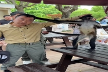 网红蜘蛛猴与饲养员互薅头发走红 憨态可掬圈粉无数
