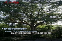 一级古树违规迁移死亡后流向木雕厂 监管失守酿悲剧