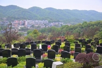 重庆迎清明祭扫首个高峰日 41万人次现场祭扫